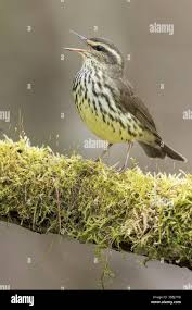 Image result for Seiurus noveboracensis