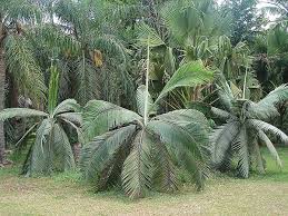 Attēlu rezultāti vaicājumam “Diderma montanum var. album macro”