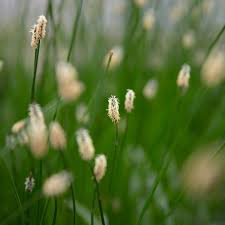 Attēlu rezultāti vaicājumam “Eleocharis palustris”