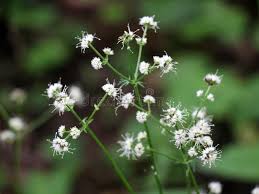 Attēlu rezultāti vaicājumam “Sanicula europaea flower”