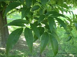 Attēlu rezultāti vaicājumam “Fraxinus pennsylvanica leaf”
