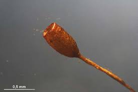 Attēlu rezultāti vaicājumam “Gymnostomum aeruginosum”