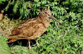 Attēlu rezultāti vaicājumam “Scolopax rusticola”