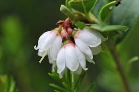 Attēlu rezultāti vaicājumam “Vaccinium vitis-idaea flower”