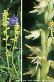 Attēlu rezultāti vaicājumam “Herminium monorchis flower”
