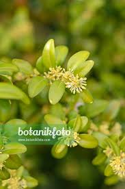 Attēlu rezultāti vaicājumam “Buxus sempervirens flower”