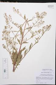 Attēlu rezultāti vaicājumam “Rorippa palustris”