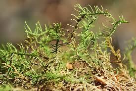 Attēlu rezultāti vaicājumam “Abietinella abietina”