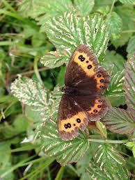 Attēlu rezultāti vaicājumam “Erebia ligea”