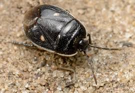 Attēlu rezultāti vaicājumam “Adomerus biguttatus”