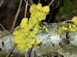 Attēlu rezultāti vaicājumam “Physarum murinum”