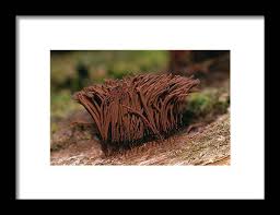 Attēlu rezultāti vaicājumam “Stemonitis splendens”