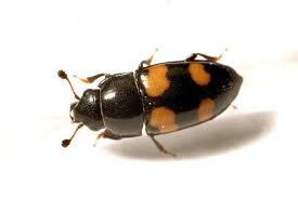 Attēlu rezultāti vaicājumam “Glischrochilus grandis”