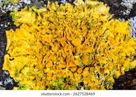 Attēlu rezultāti vaicājumam “Xanthoria parietina”