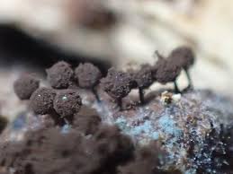 Attēlu rezultāti vaicājumam “Enerthenema papillatum macro”