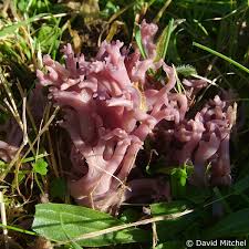 Attēlu rezultāti vaicājumam “Clavaria zollingeri”