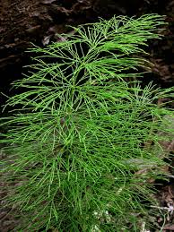 Attēlu rezultāti vaicājumam “Equisetum sylvaticum”