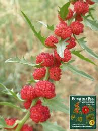 Image result for chenopodium foliosum