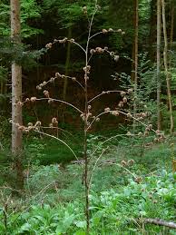 Attēlu rezultāti vaicājumam “Arctium nemorosum”