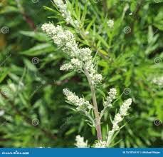Image result for Artemisia vulgaris