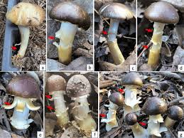 Attēlu rezultāti vaicājumam “Cribraria martinii spores”