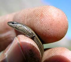 Attēlu rezultāti vaicājumam “Reptilia”