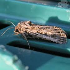 Attēlu rezultāti vaicājumam “Tholera decimalis male”