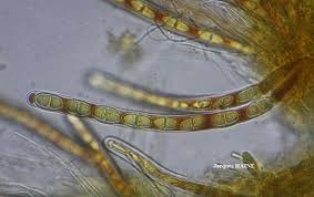 Attēlu rezultāti vaicājumam “Acrocordia gemmata”