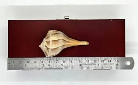 Image result for Sinistrofulgur perversum