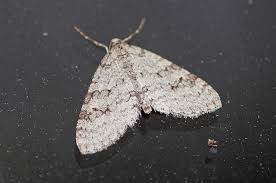 Attēlu rezultāti vaicājumam “Trichopteryx carpinata”