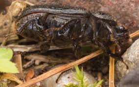 Attēlu rezultāti vaicājumam “Sinodendron cylindricum female”