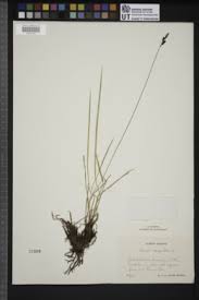 Attēlu rezultāti vaicājumam “Carex cespitosa”