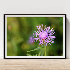 Attēlu rezultāti vaicājumam “Centaurea phrygia flower”