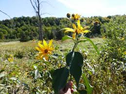 Attēlu rezultāti vaicājumam “Helianthus tuberosus”