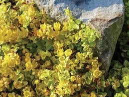 Image result for Lysimachia nummularia