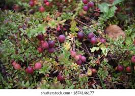 Attēlu rezultāti vaicājumam “Oxycoccus fruit”