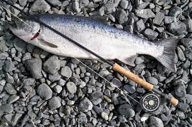 Image result for Oncorhynchus