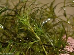 Attēlu rezultāti vaicājumam “Najas minor”