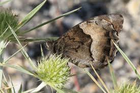 Attēlu rezultāti vaicājumam “Hipparchia alcyone underside”