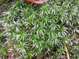 Attēlu rezultāti vaicājumam “Atrichum undulatum”