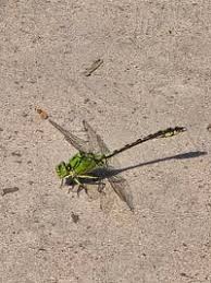 Attēlu rezultāti vaicājumam “Ophiogomphus cecilia”