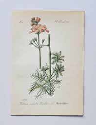 Attēlu rezultāti vaicājumam “Hottonia palustris leaf”