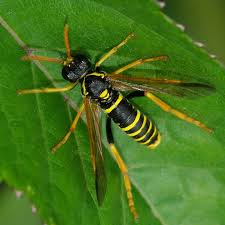Attēlu rezultāti vaicājumam “Tenthredo scrophulariae”
