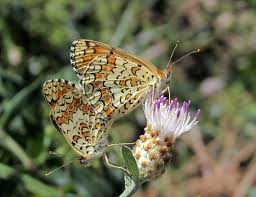 Attēlu rezultāti vaicājumam “Melitaea phoebe underside”