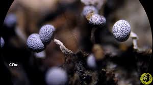 Attēlu rezultāti vaicājumam “Physarum leucophaeum macro”