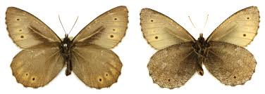 Attēlu rezultāti vaicājumam “Oeneis jutta”