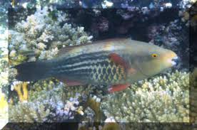 Image result for Scarus fuscopurpureus