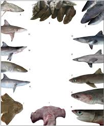 Image result for Carcharhinus acronotus