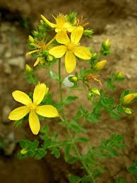Image result for Hypericum perforatum