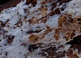 Attēlu rezultāti vaicājumam “Physisporinus sanguinolentus”